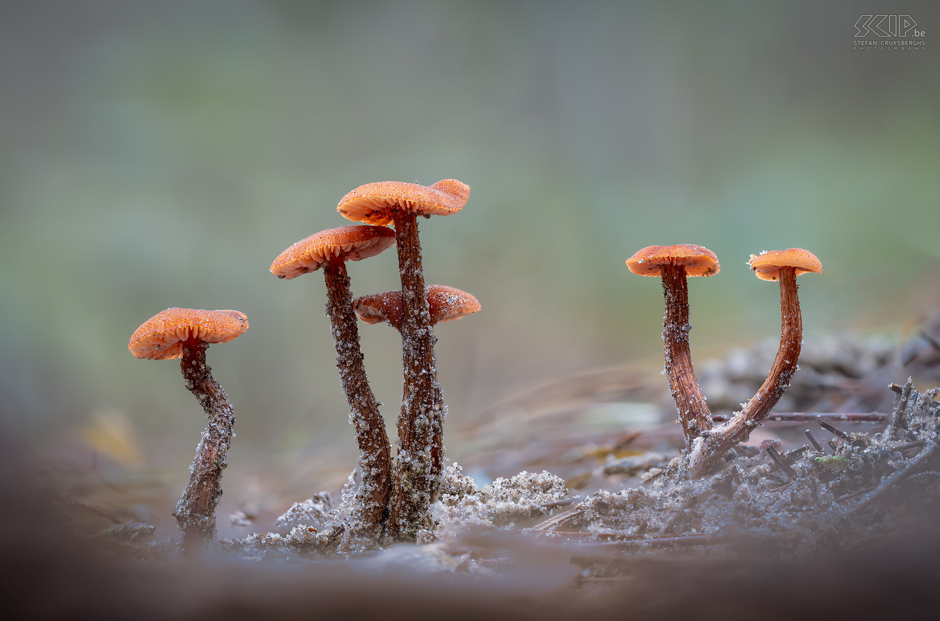Mushrooms - Laccaria proxima The Laccaria proxima, a small beautiful orange-brown mushroom that can be found on dry sandy soils. These macro photos were taken in Averbode forest. Stefan Cruysberghs